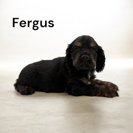 puppy, for, sale, Cocker Spaniel, Joe & Cherri  Overlease, dog, breeder, Miller, MO, dog-breeder, puppy-for-sale, forsale, nearby, find, puppyfind, locator, puppylocator, aca